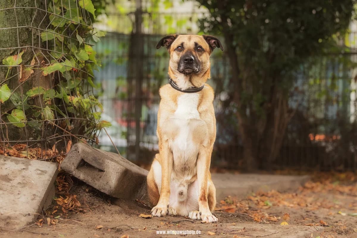 Bari, male Belgian Malinois for adoption at Städtisches Tierheim Duisburg, Duisburg — photo 4 of 4