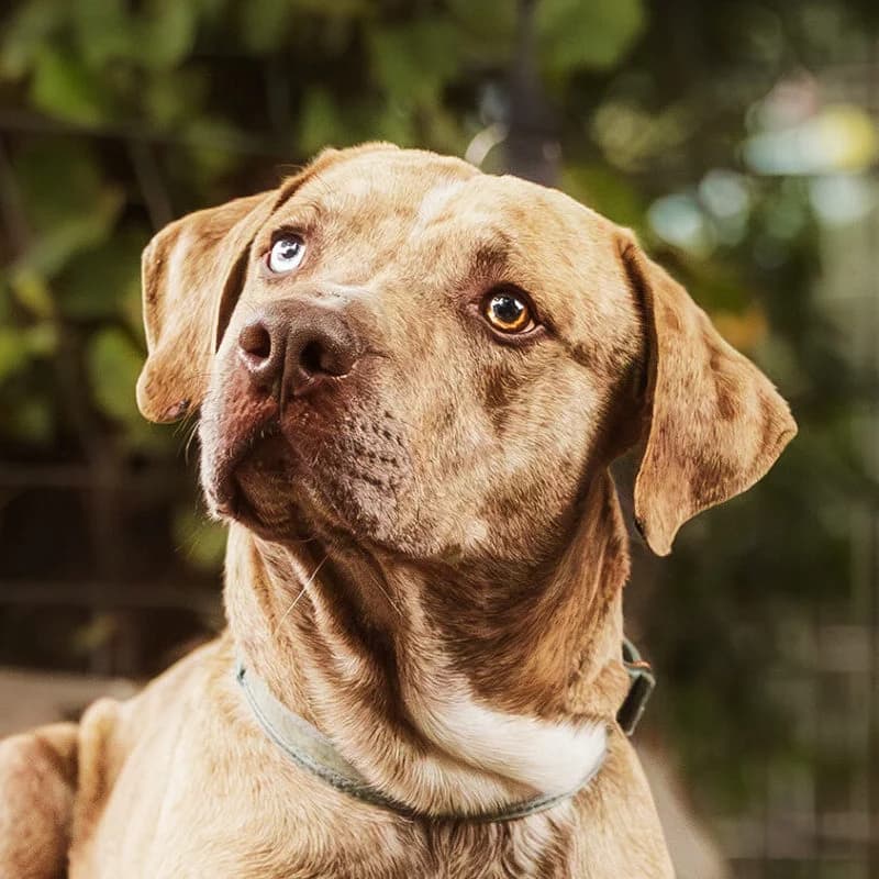 Monti – im Training, male mixed breed for adoption at Städtisches Tierheim Duisburg, Duisburg