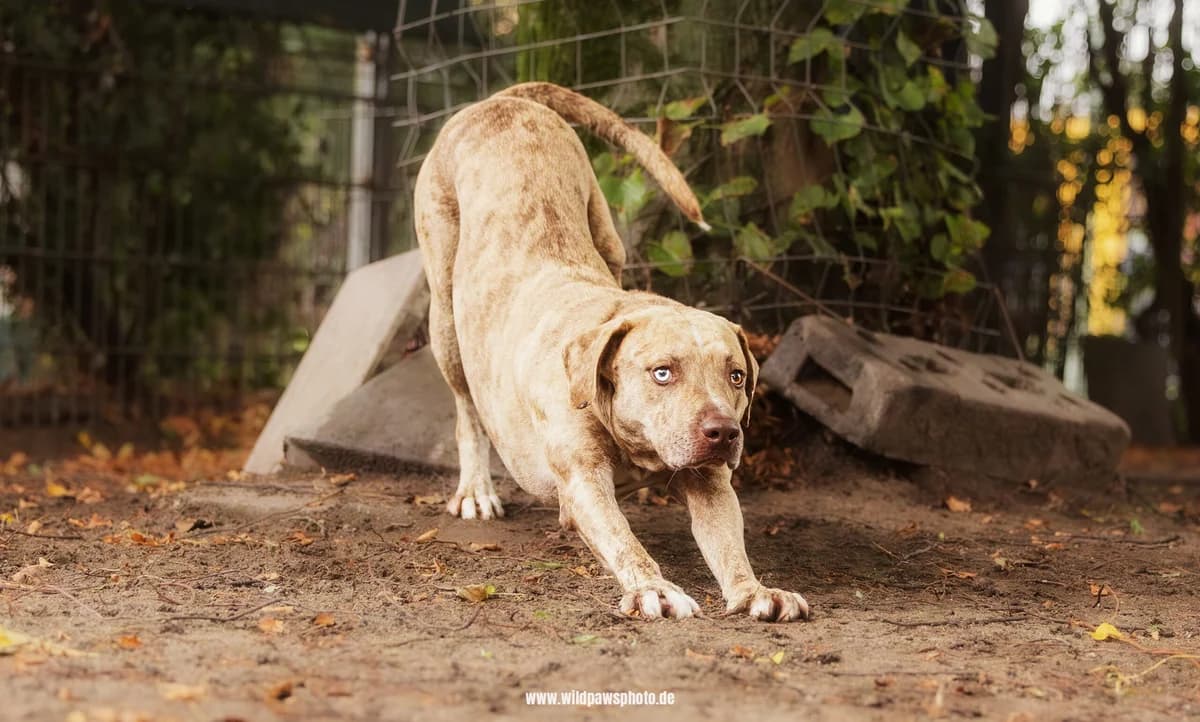 Monti – im Training, male mixed breed for adoption at Städtisches Tierheim Duisburg, Duisburg — photo 2 of 5