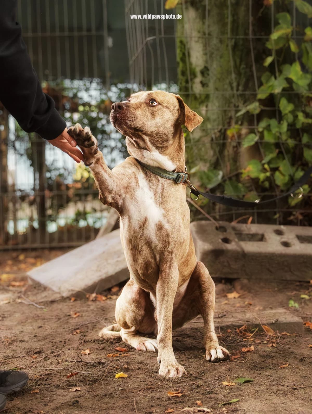 Monti – im Training, male mixed breed for adoption at Städtisches Tierheim Duisburg, Duisburg — photo 3 of 5