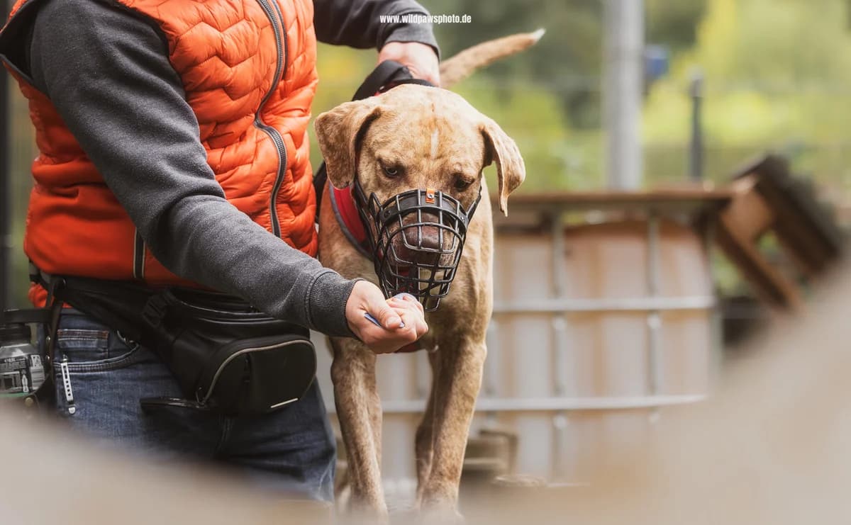 Monti – im Training, male mixed breed for adoption at Städtisches Tierheim Duisburg, Duisburg — photo 4 of 5