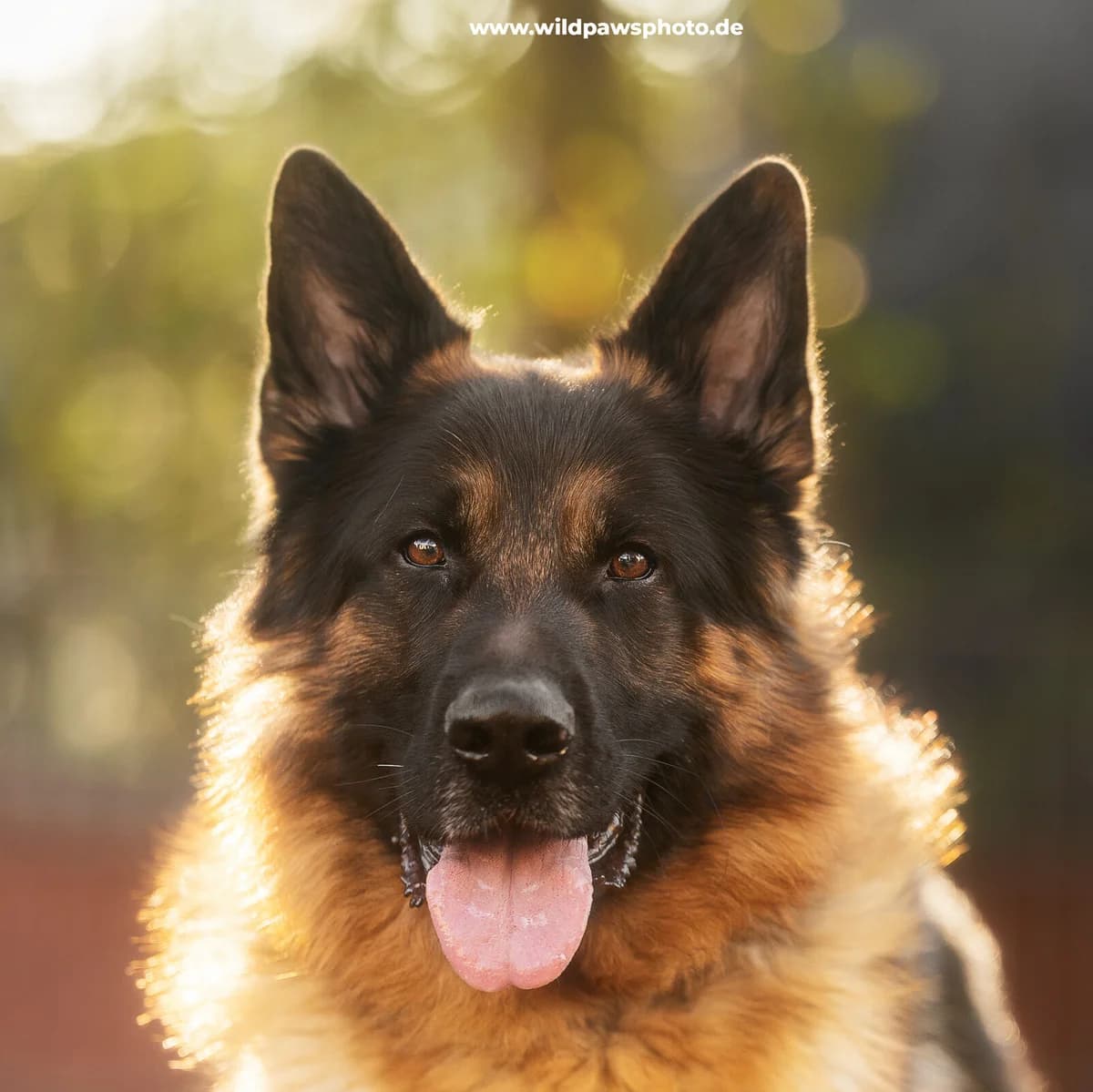 Manou, male puppy German Shepherd for adoption at Städtisches Tierheim Duisburg, Duisburg