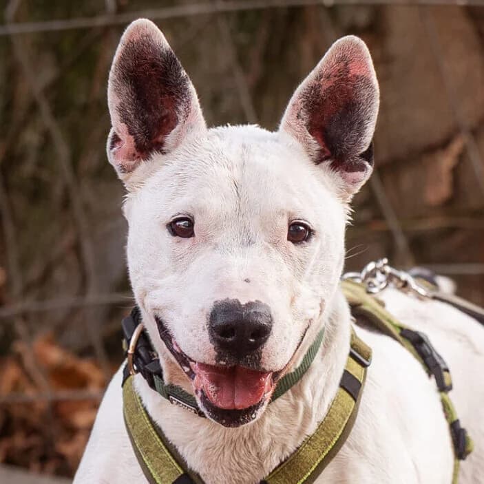 Stuart Little, male Bull Terrier for adoption at Städtisches Tierheim Duisburg, Duisburg