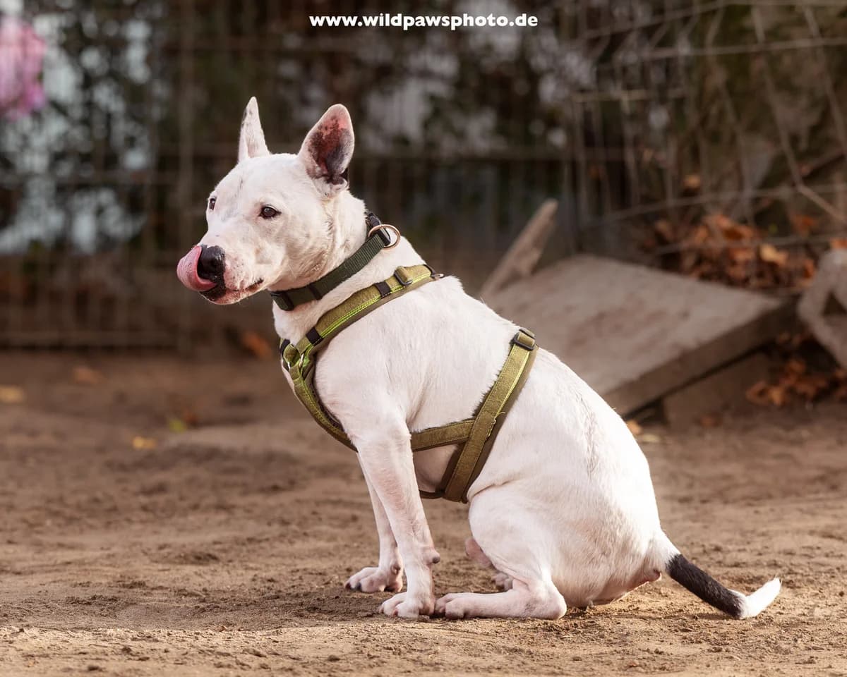 Stuart Little, male Bull Terrier for adoption at Städtisches Tierheim Duisburg, Duisburg — photo 2 of 4