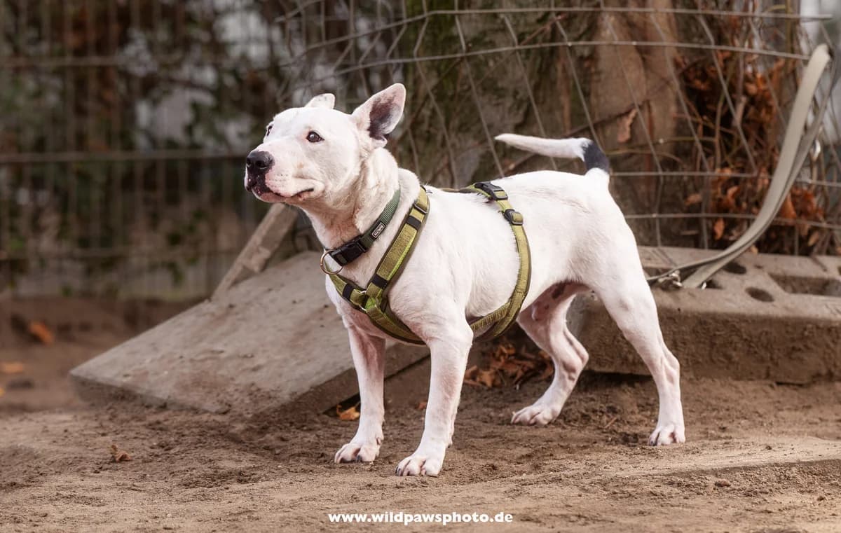 Stuart Little, male Bull Terrier for adoption at Städtisches Tierheim Duisburg, Duisburg — photo 3 of 4