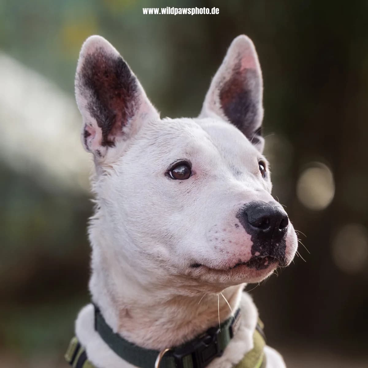 Stuart Little, male Bull Terrier for adoption at Städtisches Tierheim Duisburg, Duisburg — photo 4 of 4