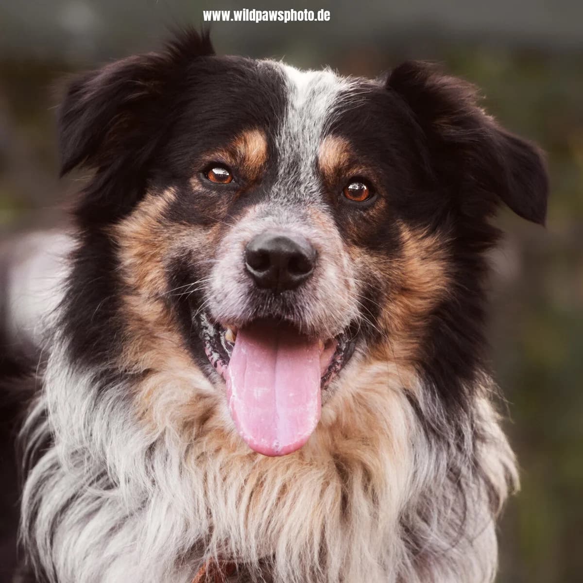 Cookie, male Australian Shepherd for adoption at Städtisches Tierheim Duisburg, Duisburg