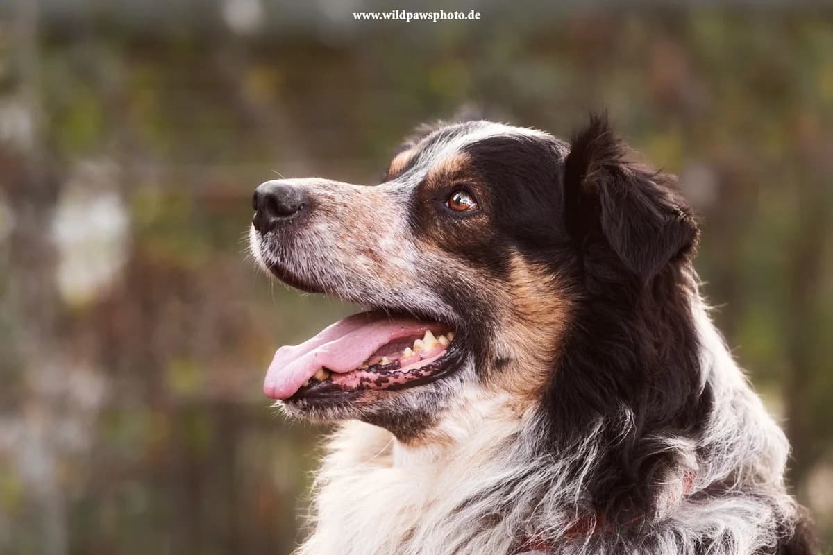 Cookie, male Australian Shepherd for adoption at Städtisches Tierheim Duisburg, Duisburg — photo 2 of 4