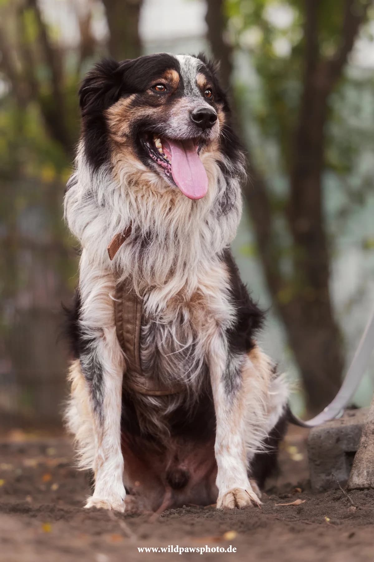 Cookie, male Australian Shepherd for adoption at Städtisches Tierheim Duisburg, Duisburg — photo 3 of 4