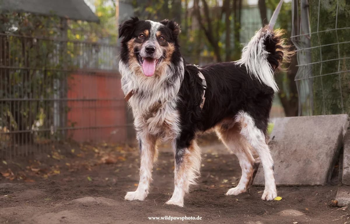Cookie, male Australian Shepherd for adoption at Städtisches Tierheim Duisburg, Duisburg — photo 4 of 4