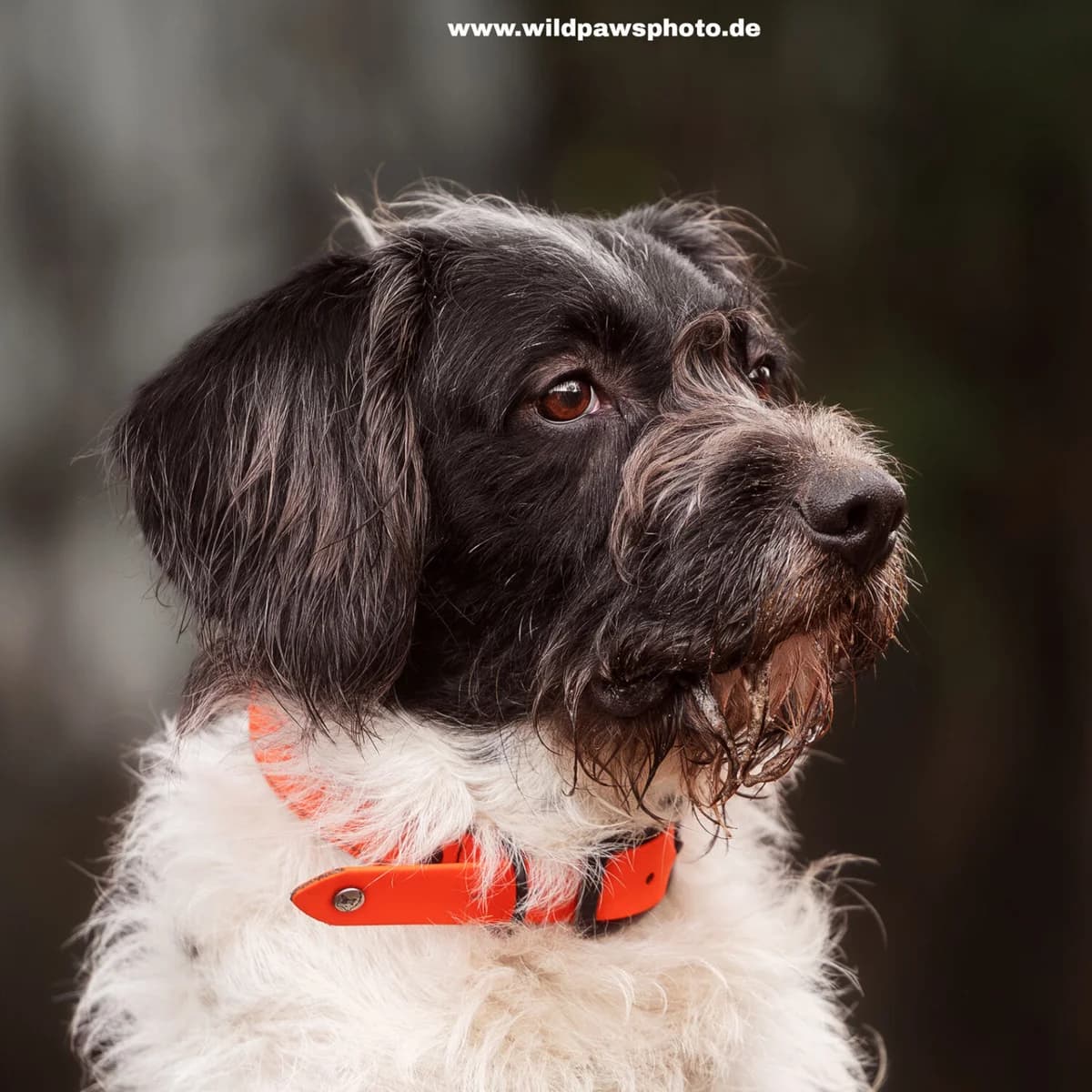Rengar, male Mixed Breed for adoption at Städtisches Tierheim Duisburg, Duisburg