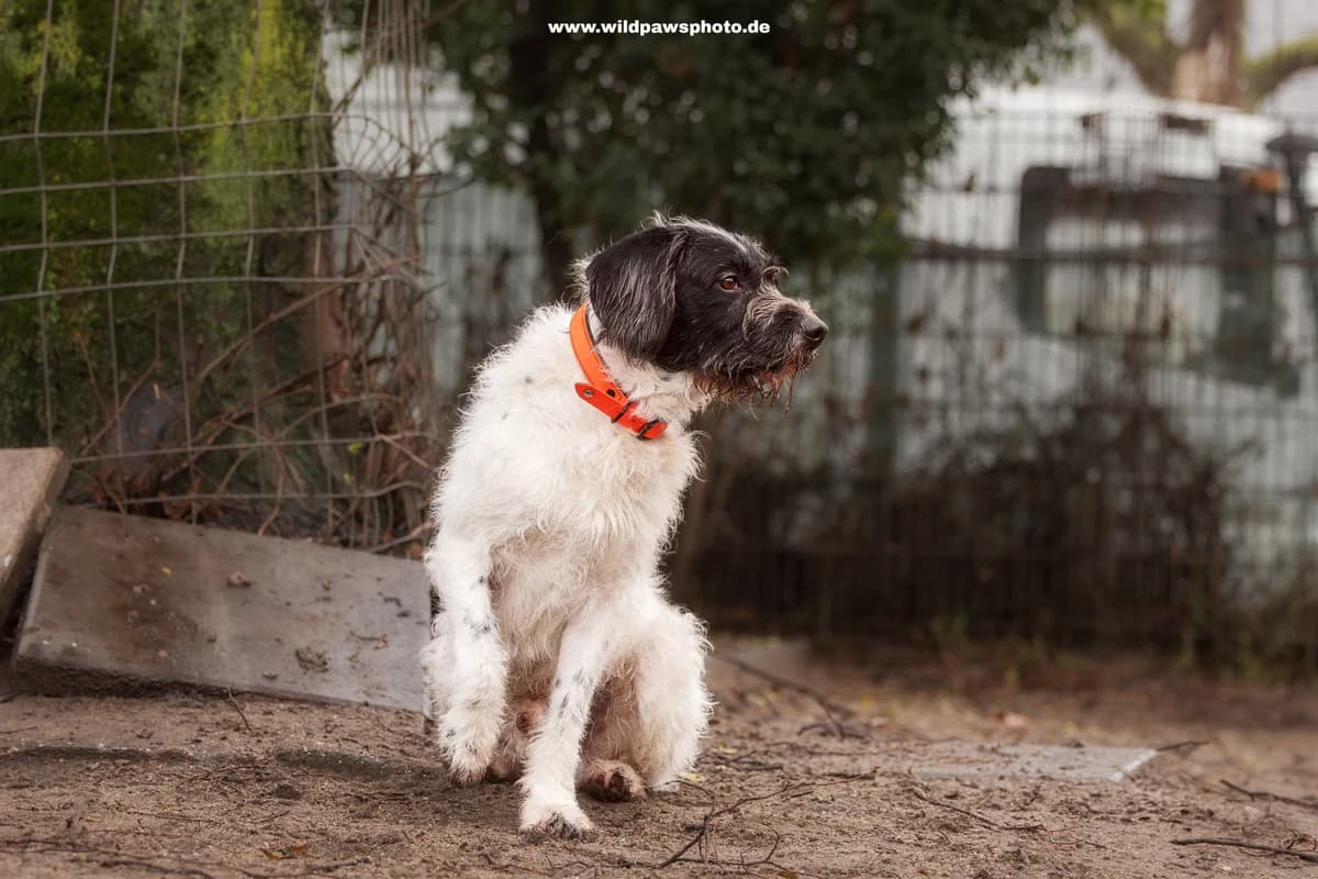 Rengar, male Mixed Breed for adoption at Städtisches Tierheim Duisburg, Duisburg — photo 2 of 4