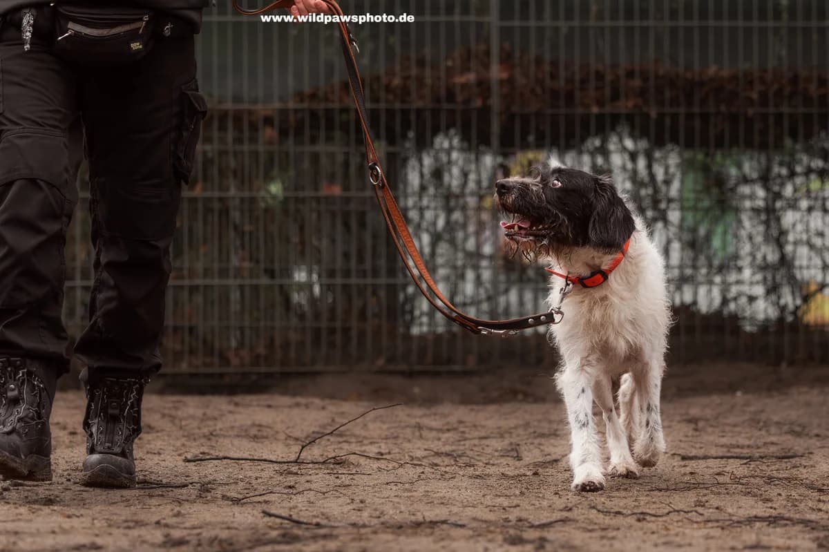 Rengar, male Mixed Breed for adoption at Städtisches Tierheim Duisburg, Duisburg — photo 3 of 4