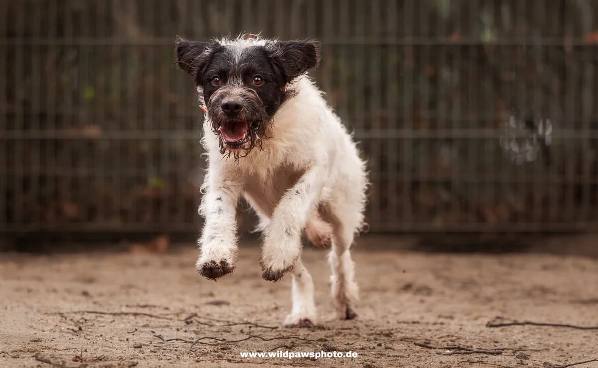 Rengar, male Mixed Breed for adoption at Städtisches Tierheim Duisburg, Duisburg — photo 4 of 4