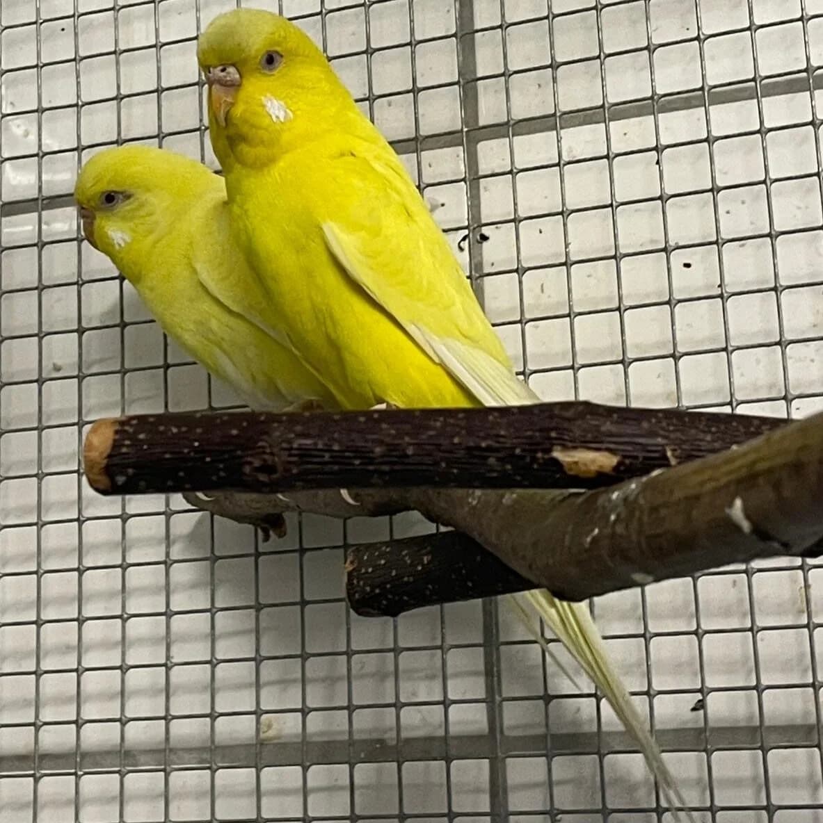 Wellensittichhennen Yolk & Cheesy,  Mixed Breed for adoption at Städtisches Tierheim Duisburg, Duisburg