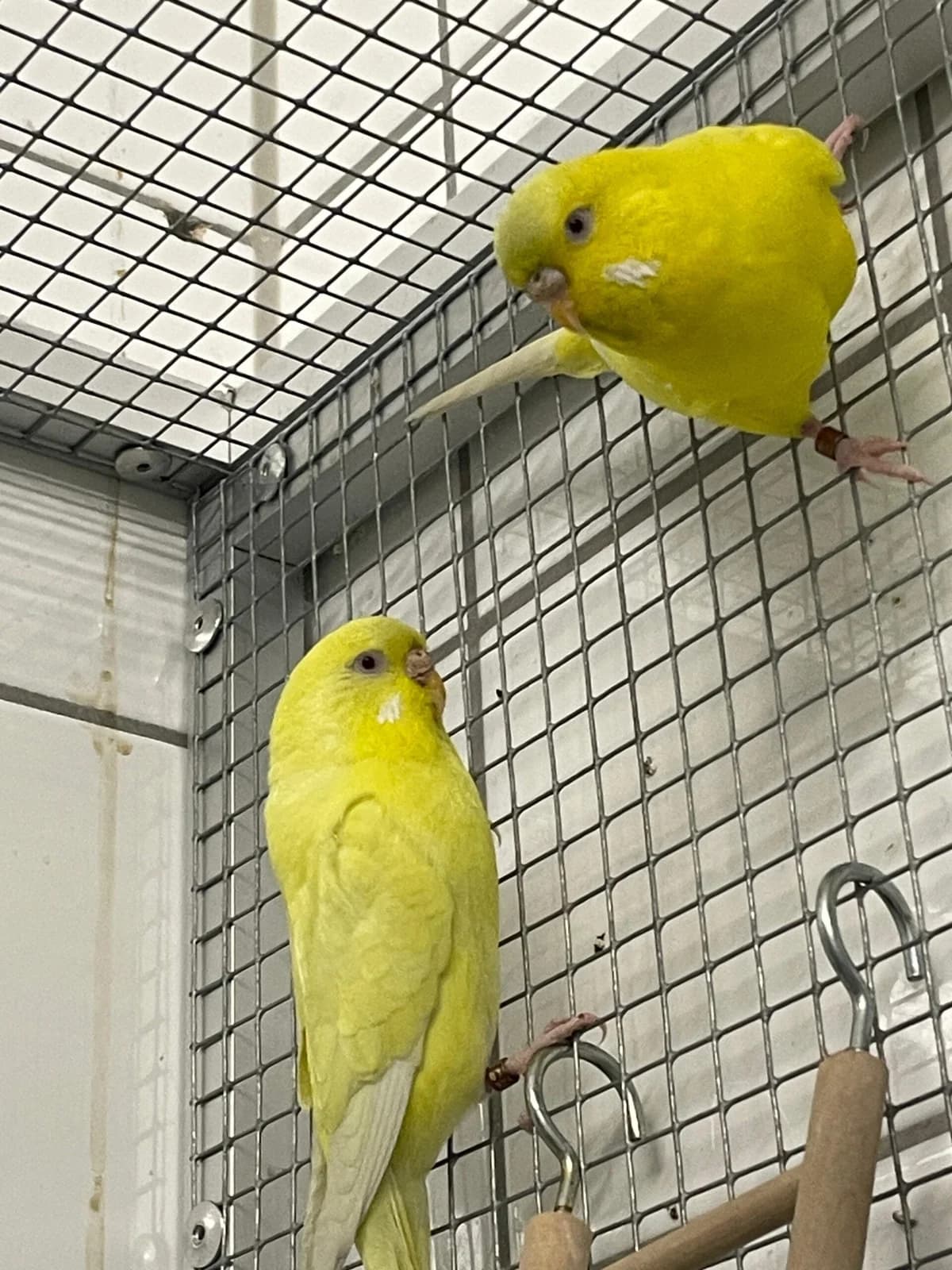 Wellensittichhennen Yolk & Cheesy,  Mixed Breed for adoption at Städtisches Tierheim Duisburg, Duisburg — photo 2 of 2