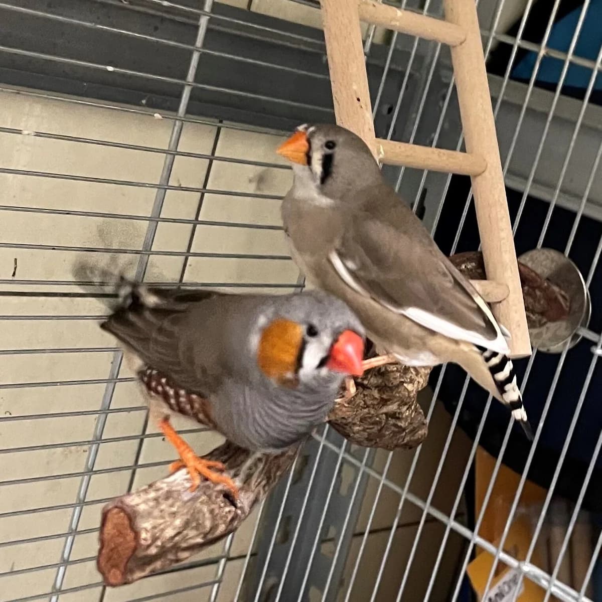 Zebrafinken Trick & Track,  Mixed Breed for adoption at Städtisches Tierheim Duisburg, Duisburg