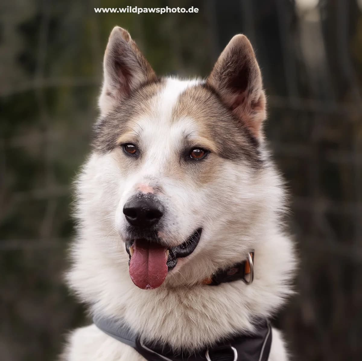 Nocona, male puppy mixed breed for adoption at Städtisches Tierheim Duisburg, Duisburg