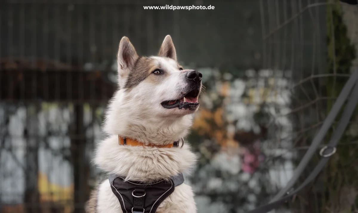 Nocona, male mixed breed for adoption at Städtisches Tierheim Duisburg, Duisburg — photo 2 of 4