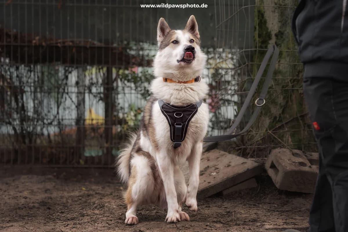 Nocona, male mixed breed for adoption at Städtisches Tierheim Duisburg, Duisburg — photo 3 of 4