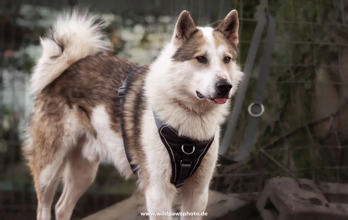 Nocona, male mixed breed for adoption at Städtisches Tierheim Duisburg, Duisburg — photo 4 of 4