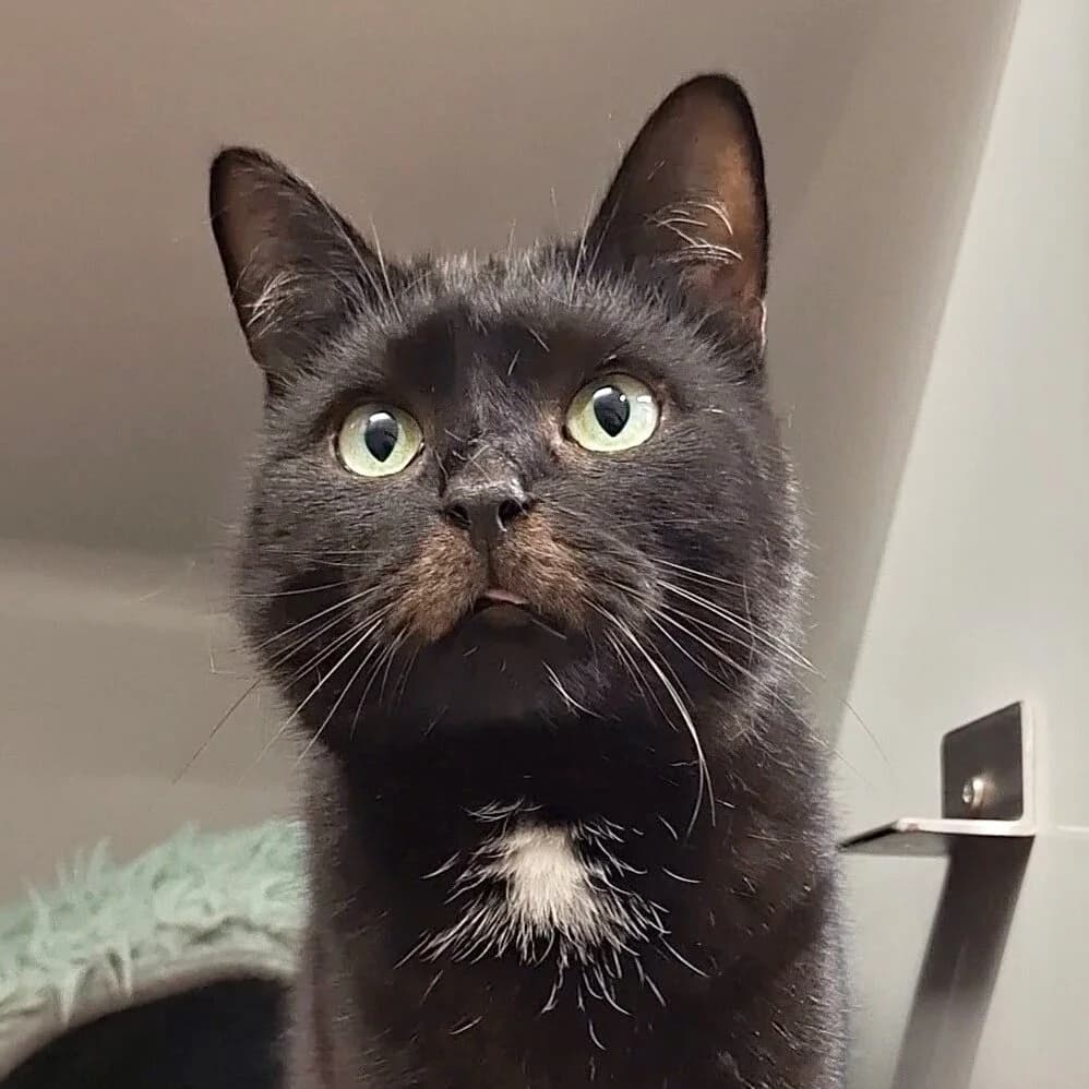 Lemon (Notfall), schwarz female mixed breed for adoption at Städtisches Tierheim Duisburg, Duisburg