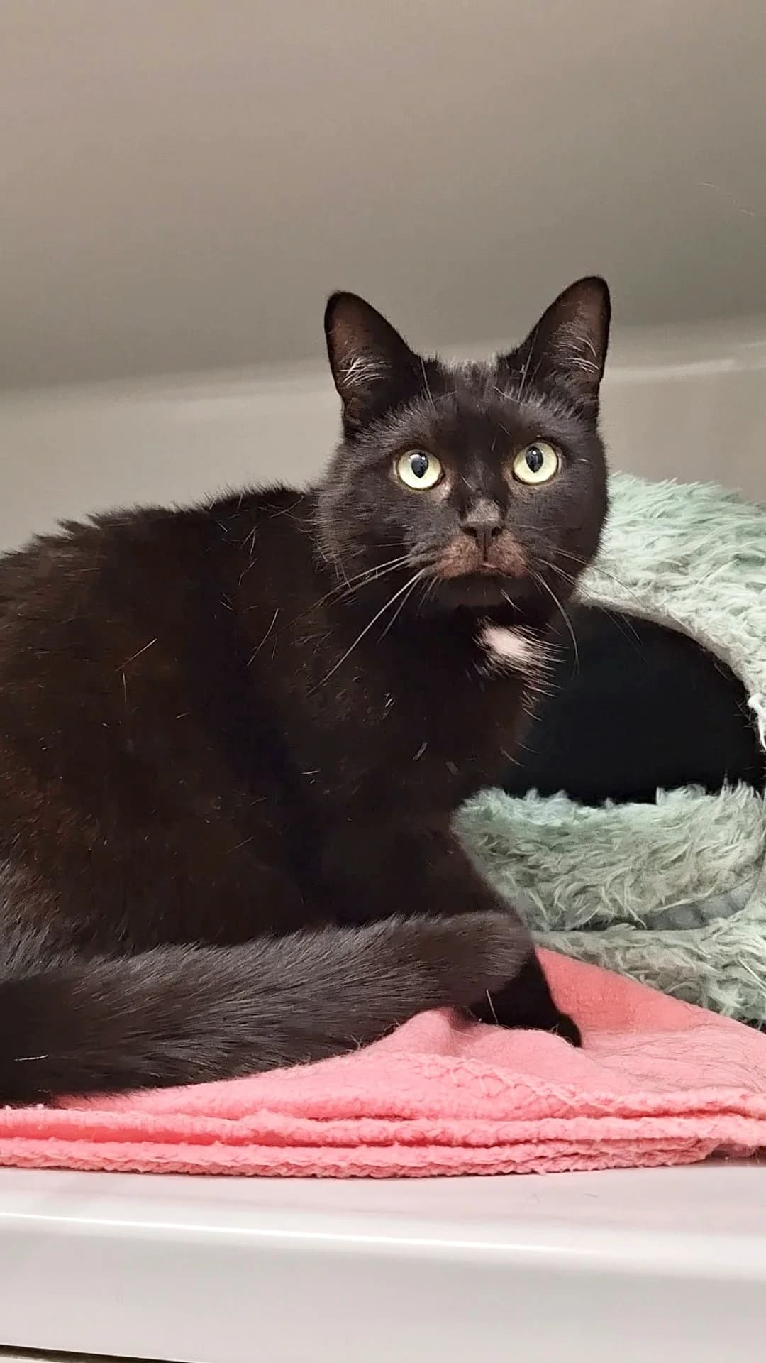 Lemon (Notfall), schwarz female mixed breed for adoption at Städtisches Tierheim Duisburg, Duisburg — photo 2 of 5