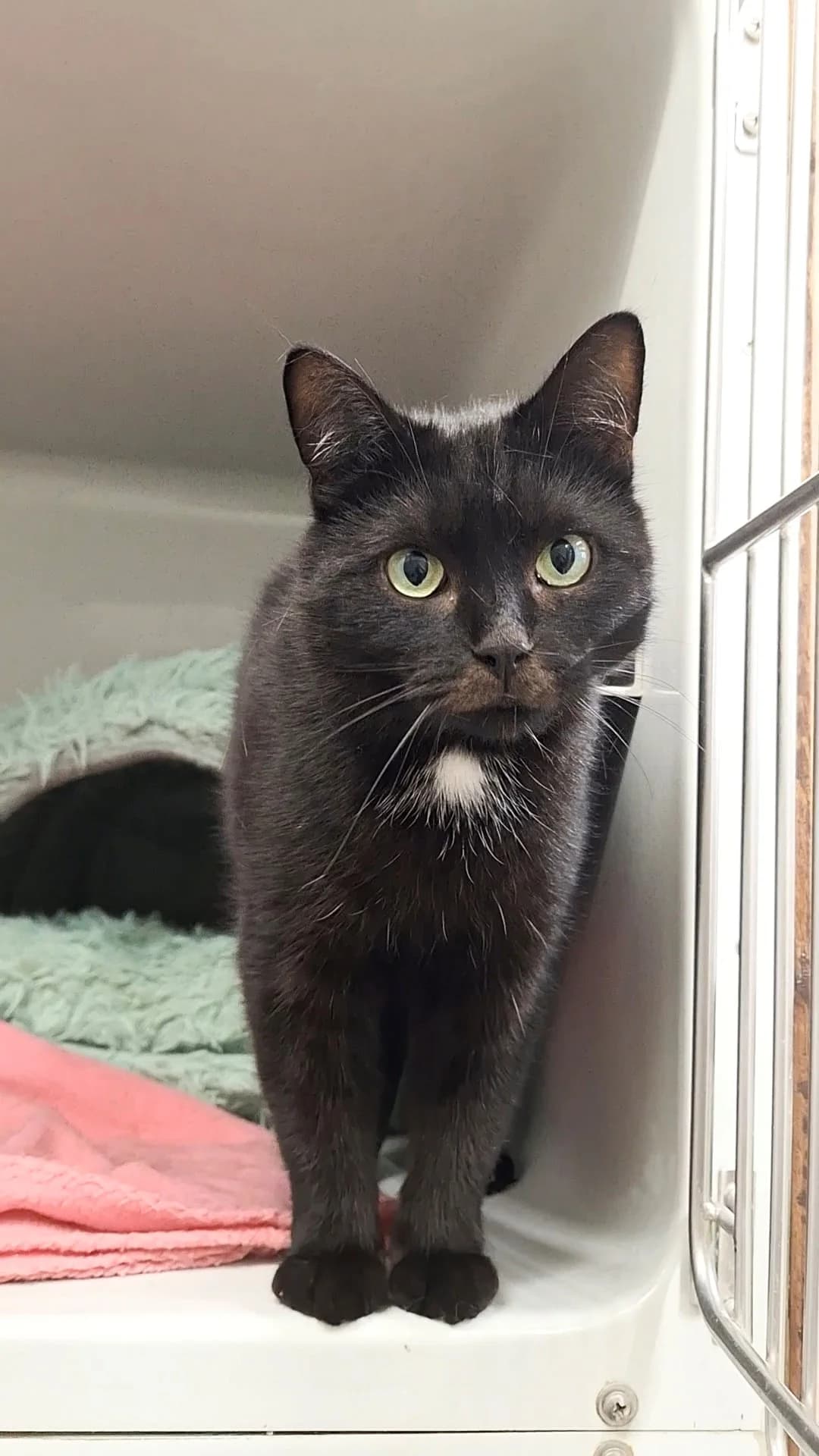 Lemon (Notfall), schwarz female mixed breed for adoption at Städtisches Tierheim Duisburg, Duisburg — photo 3 of 5