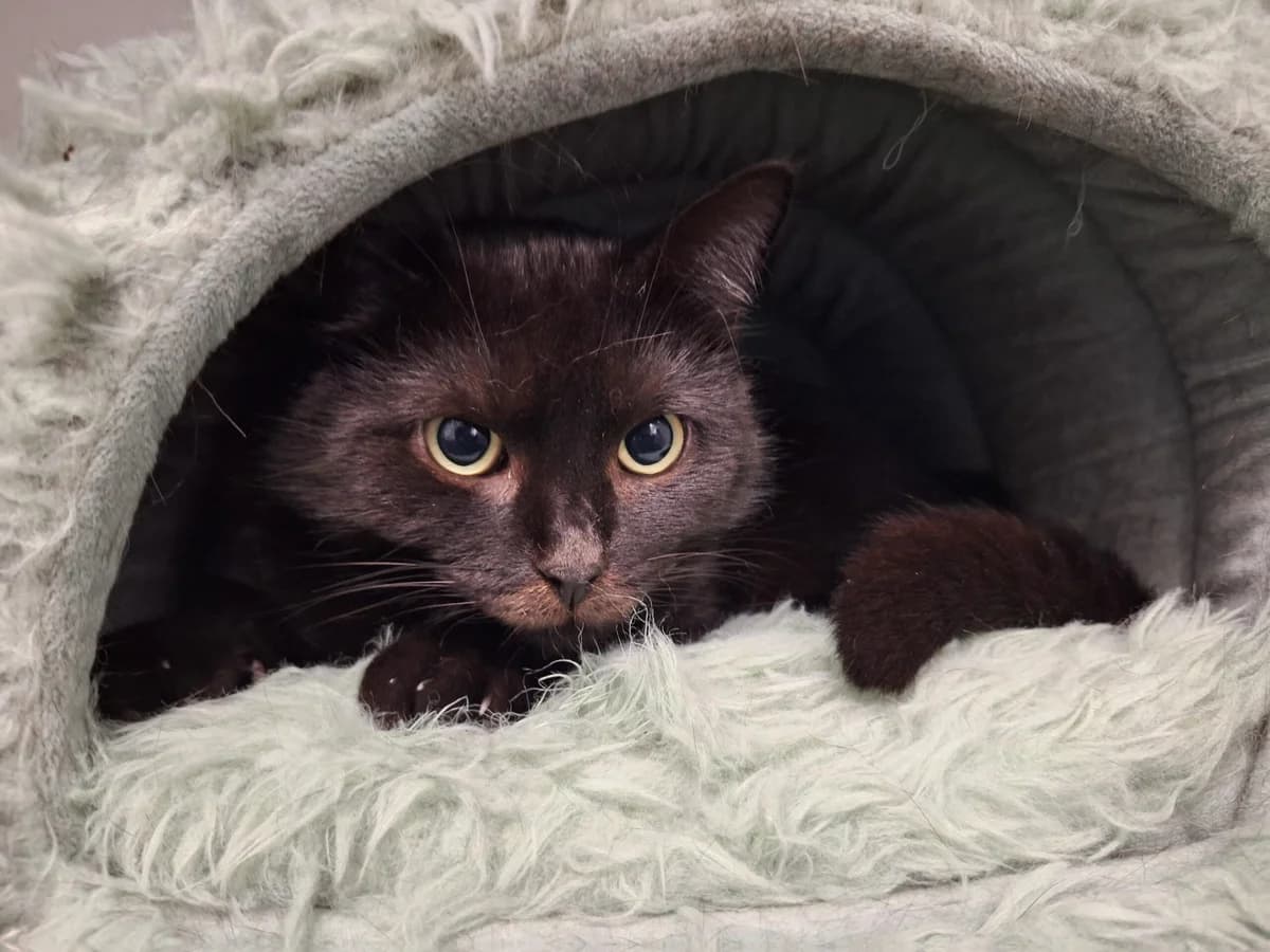 Lemon (Notfall), schwarz female mixed breed for adoption at Städtisches Tierheim Duisburg, Duisburg — photo 4 of 5