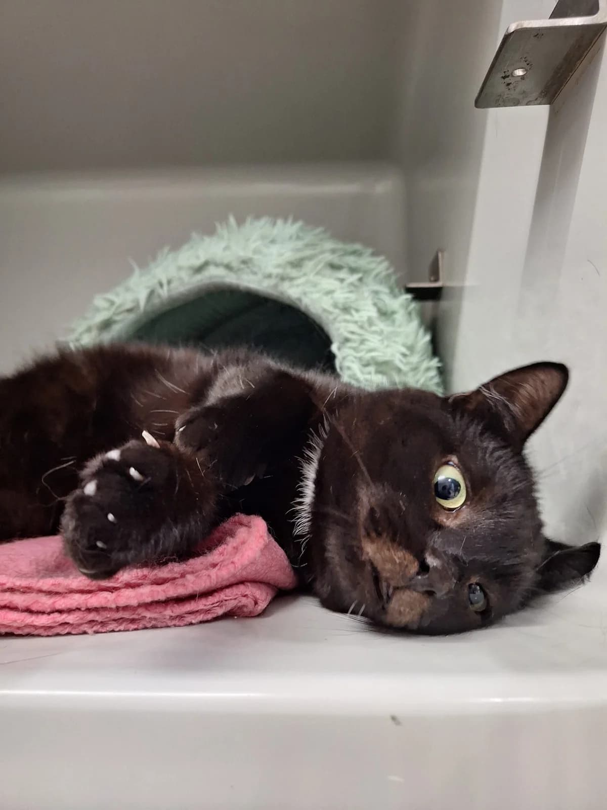 Lemon (Notfall), schwarz female mixed breed for adoption at Städtisches Tierheim Duisburg, Duisburg — photo 5 of 5