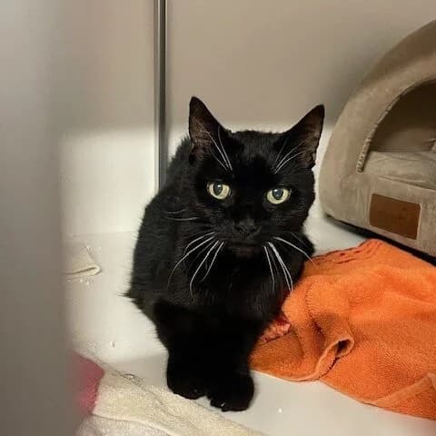 Wicky (Notfall), schwarz female mixed breed for adoption at Städtisches Tierheim Duisburg, Duisburg