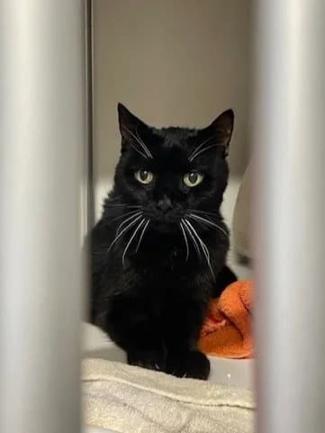 Wicky (Notfall), schwarz female mixed breed for adoption at Städtisches Tierheim Duisburg, Duisburg — photo 2 of 2