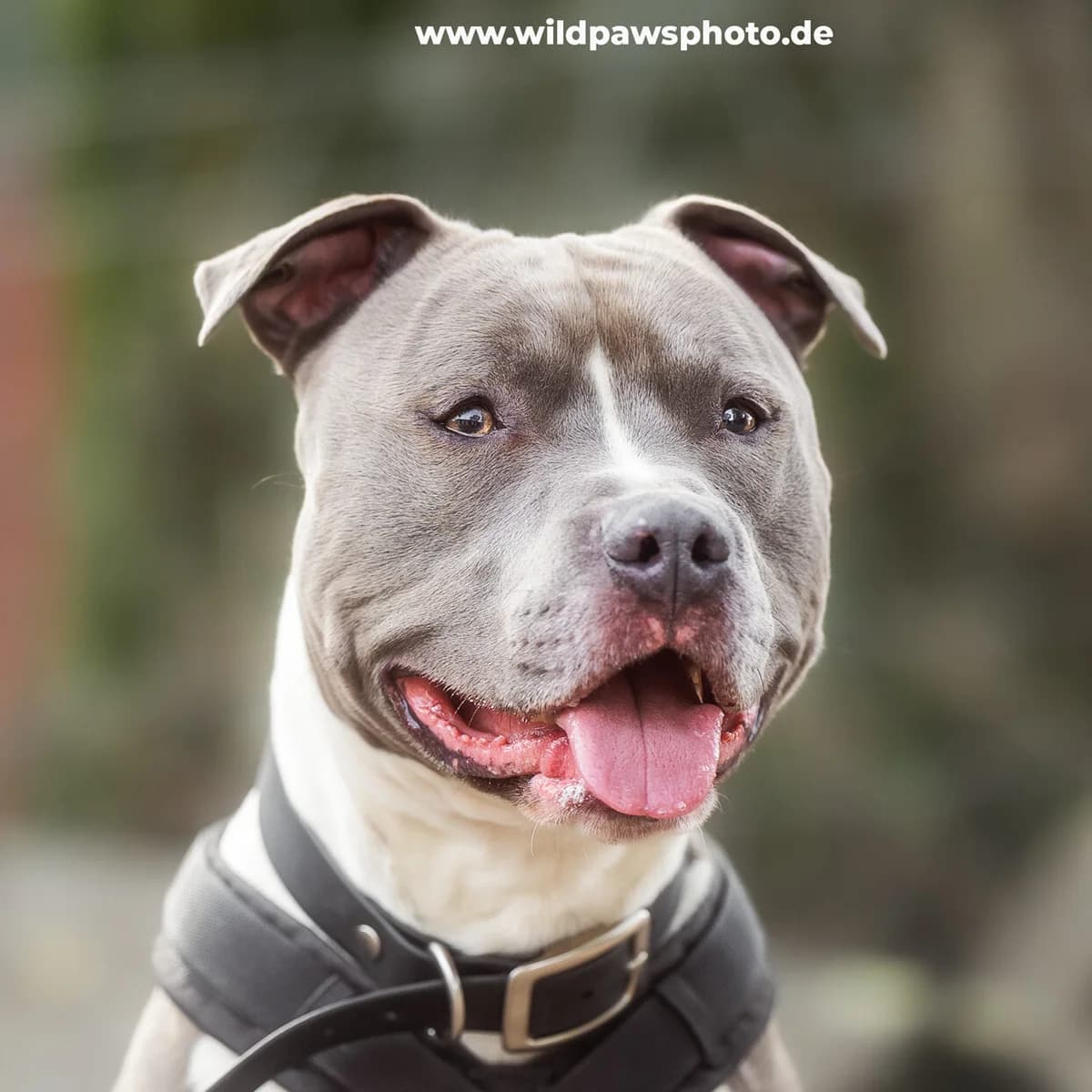 Pablo, male puppy American Staffordshire Terrier for adoption at Städtisches Tierheim Duisburg, Duisburg