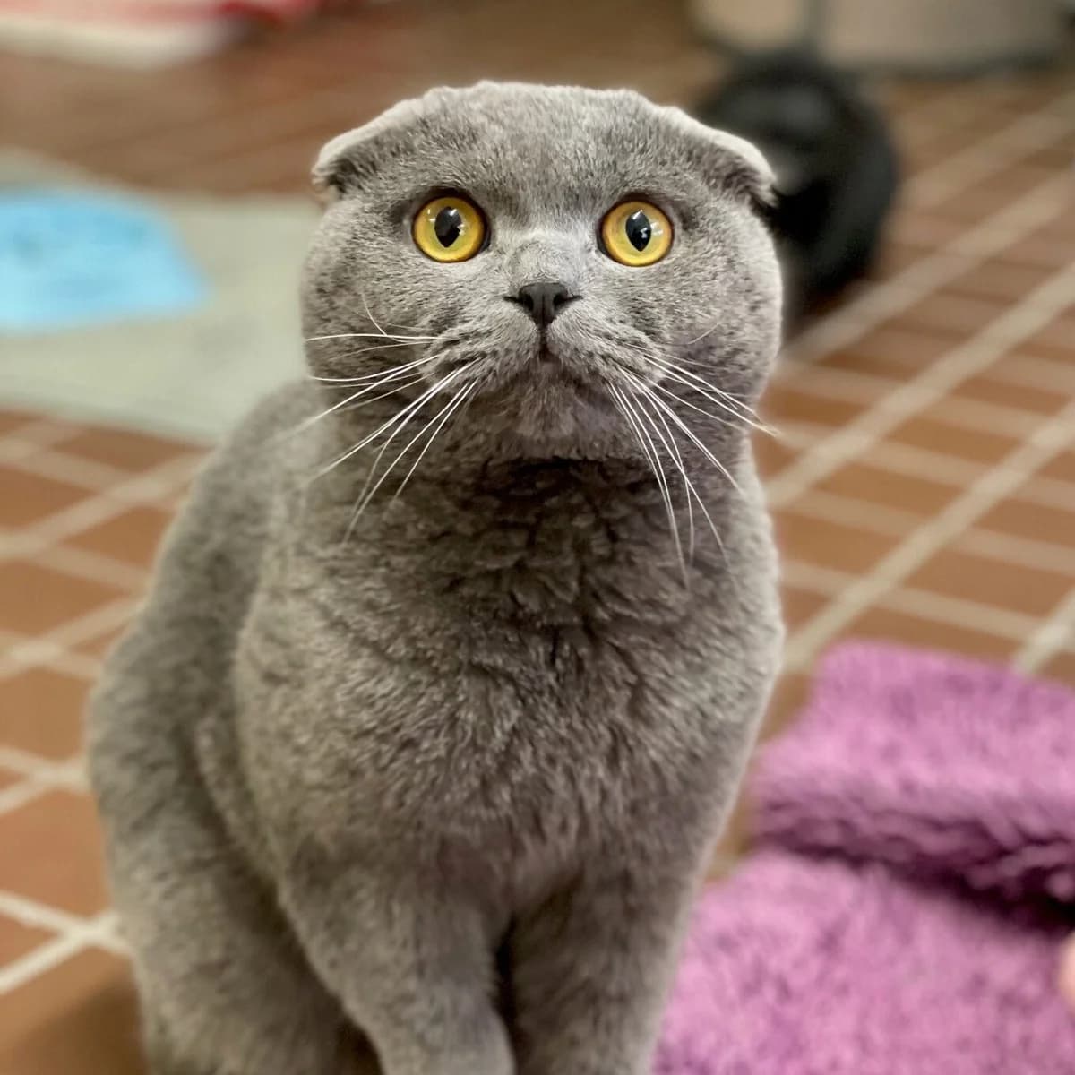 Haru – Anfragestopp, grau male Scottish Fold for adoption at Städtisches Tierheim Duisburg, Duisburg