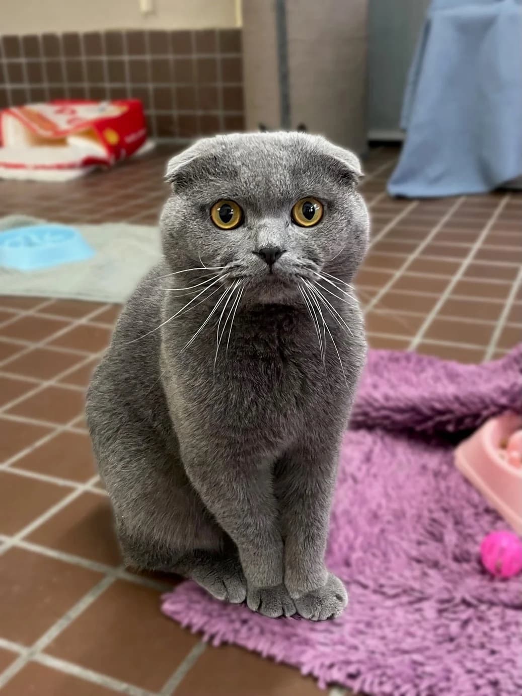 Haru – Anfragestopp, grau male Scottish Fold for adoption at Städtisches Tierheim Duisburg, Duisburg — photo 2 of 4