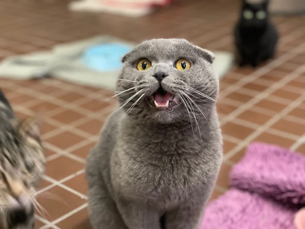 Haru – Anfragestopp, grau male Scottish Fold for adoption at Städtisches Tierheim Duisburg, Duisburg — photo 3 of 4