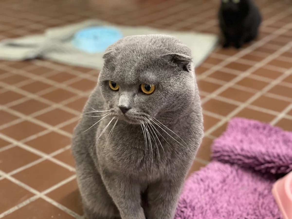 Haru – Anfragestopp, grau male Scottish Fold for adoption at Städtisches Tierheim Duisburg, Duisburg — photo 4 of 4