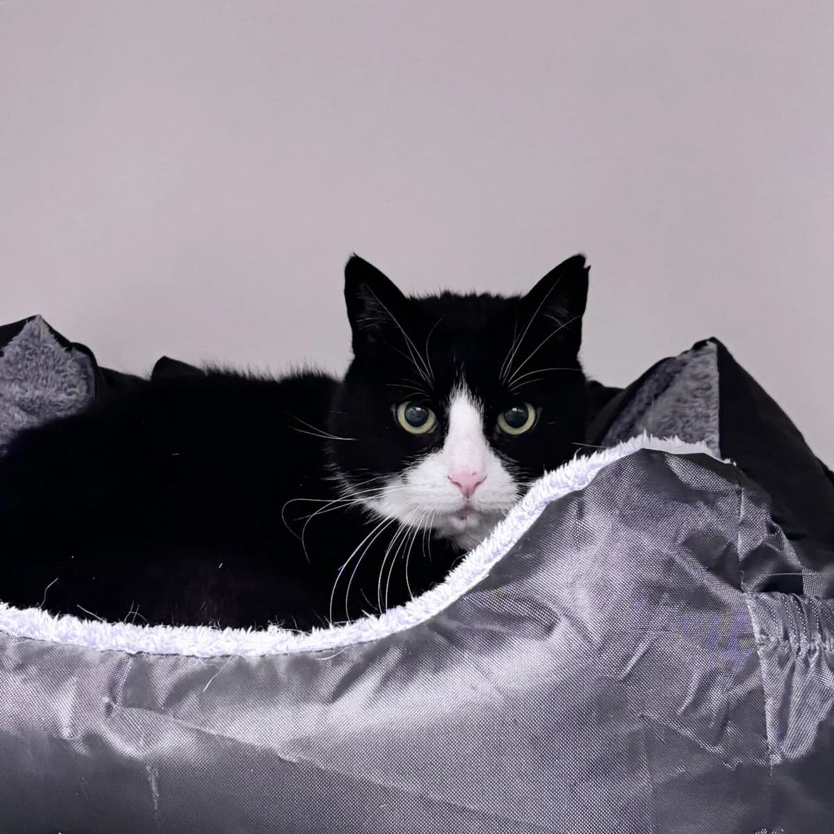 Bruno, schwarz-weiß male mixed breed for adoption at Städtisches Tierheim Duisburg, Duisburg