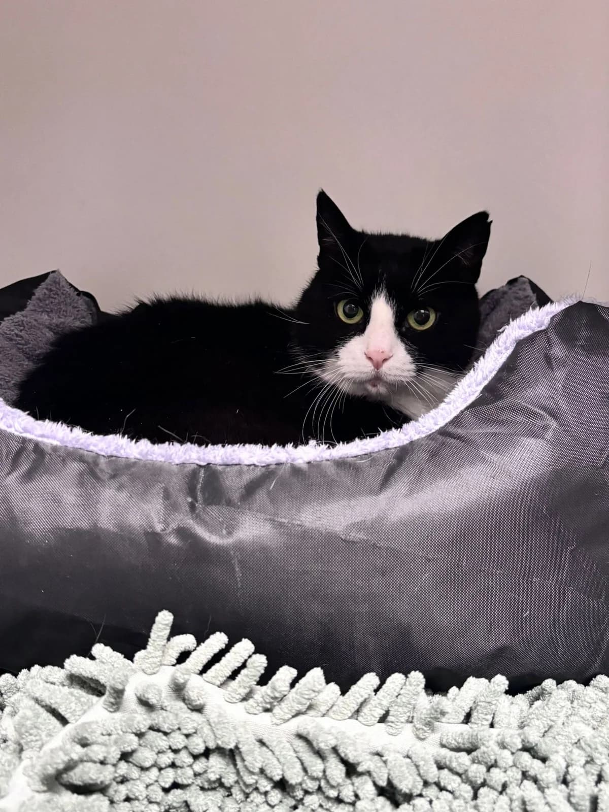 Bruno, schwarz-weiß male mixed breed for adoption at Städtisches Tierheim Duisburg, Duisburg — photo 2 of 2