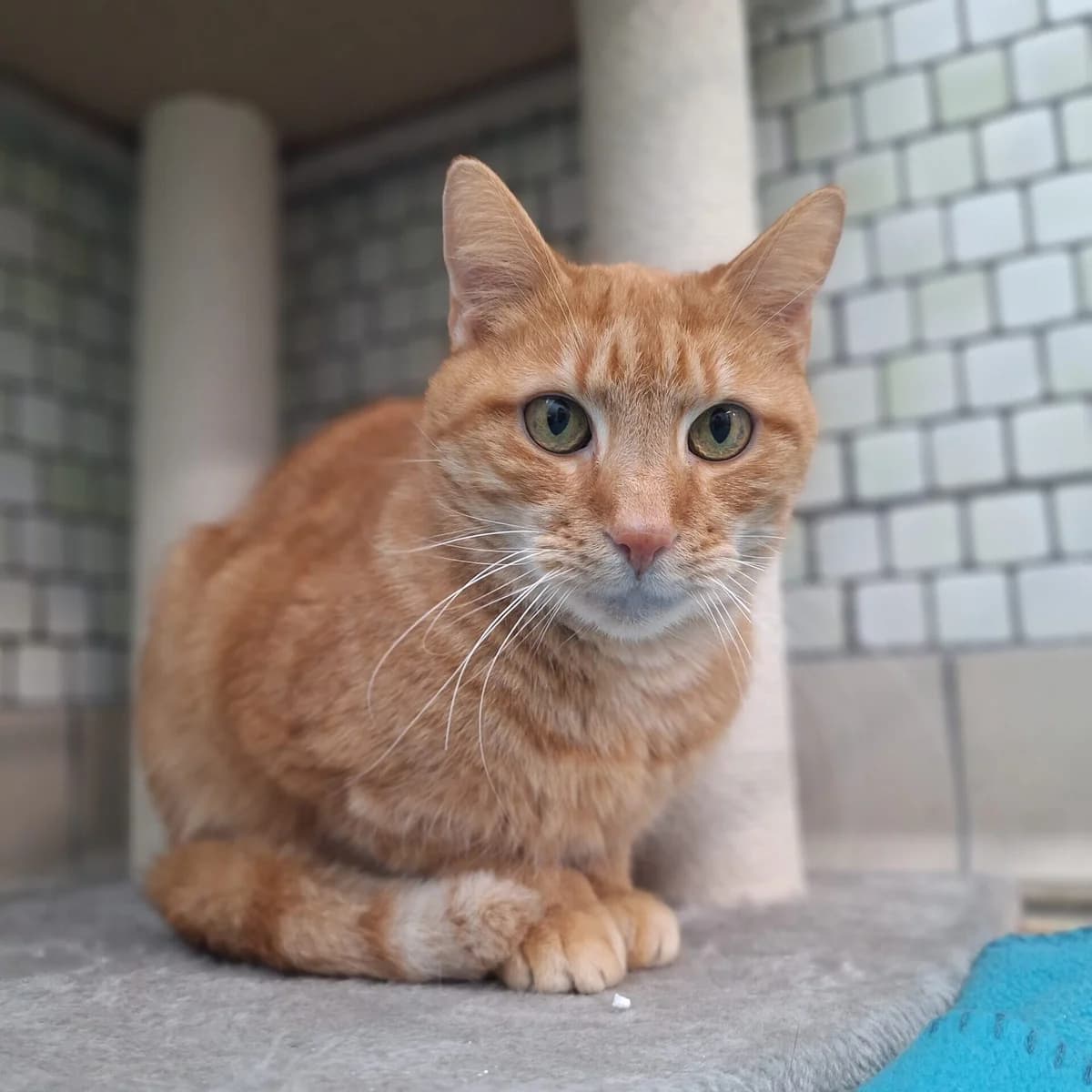 Malu & Monti, rot / tricolor male Mixed Breed for adoption at Städtisches Tierheim Duisburg, Duisburg