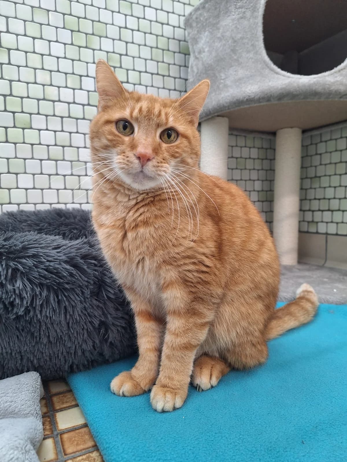 Malu & Monti, rot / tricolor male Mixed Breed for adoption at Städtisches Tierheim Duisburg, Duisburg — photo 2 of 7