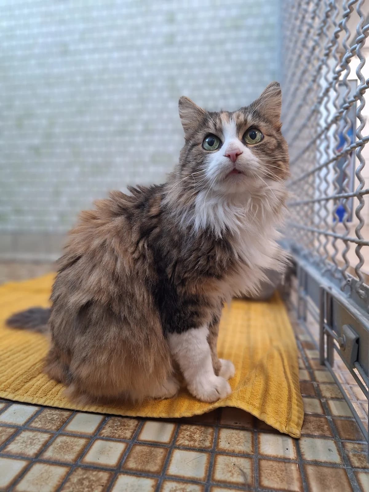 Malu & Monti, rot / tricolor male Mixed Breed for adoption at Städtisches Tierheim Duisburg, Duisburg — photo 3 of 7