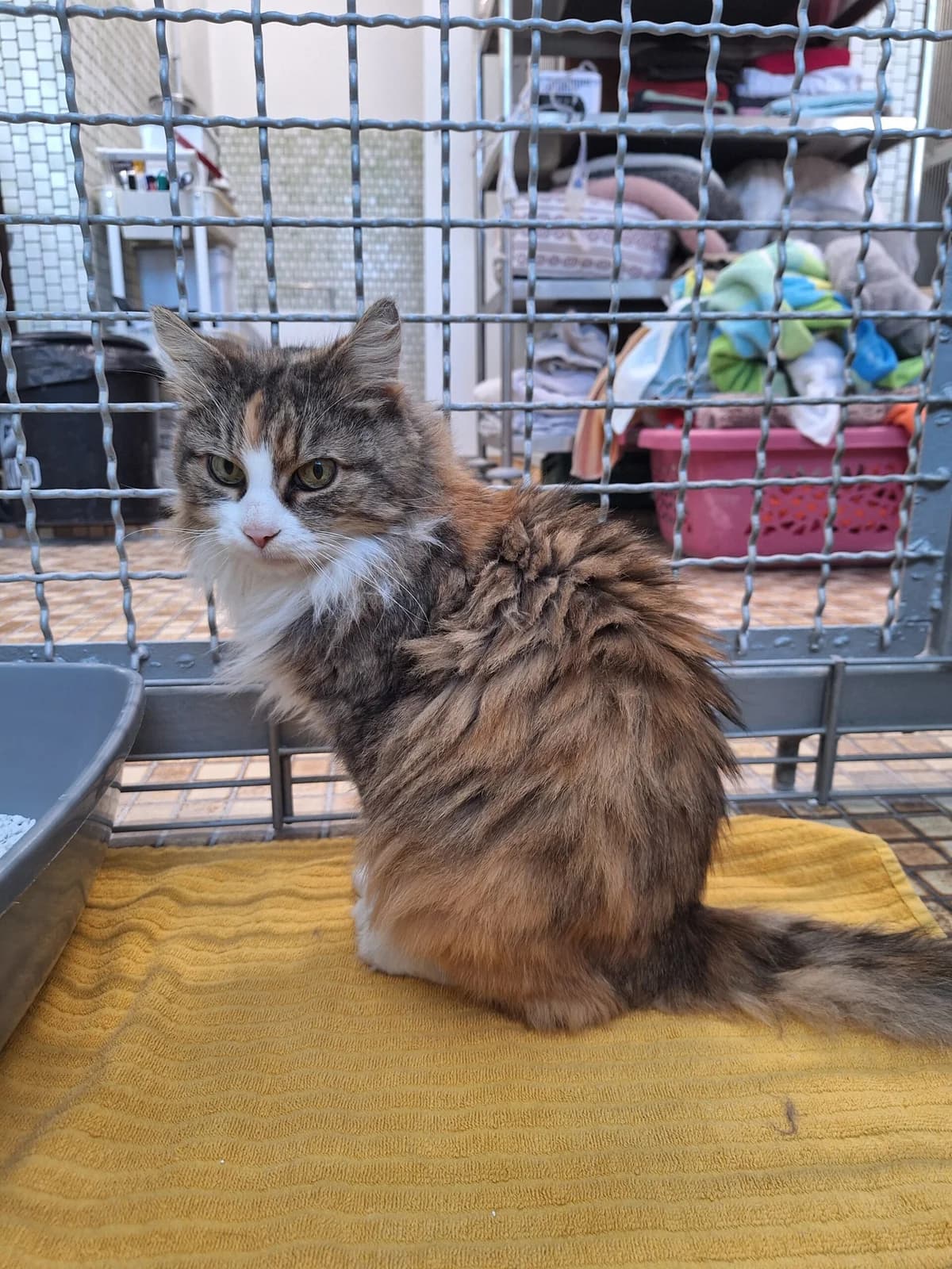 Malu & Monti, rot / tricolor male Mixed Breed for adoption at Städtisches Tierheim Duisburg, Duisburg — photo 4 of 7