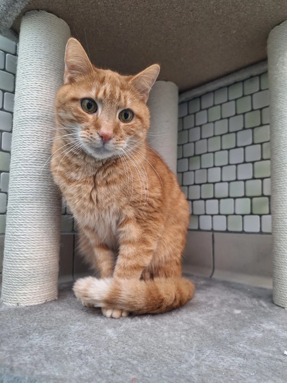 Malu & Monti, rot / tricolor male Mixed Breed for adoption at Städtisches Tierheim Duisburg, Duisburg — photo 5 of 7