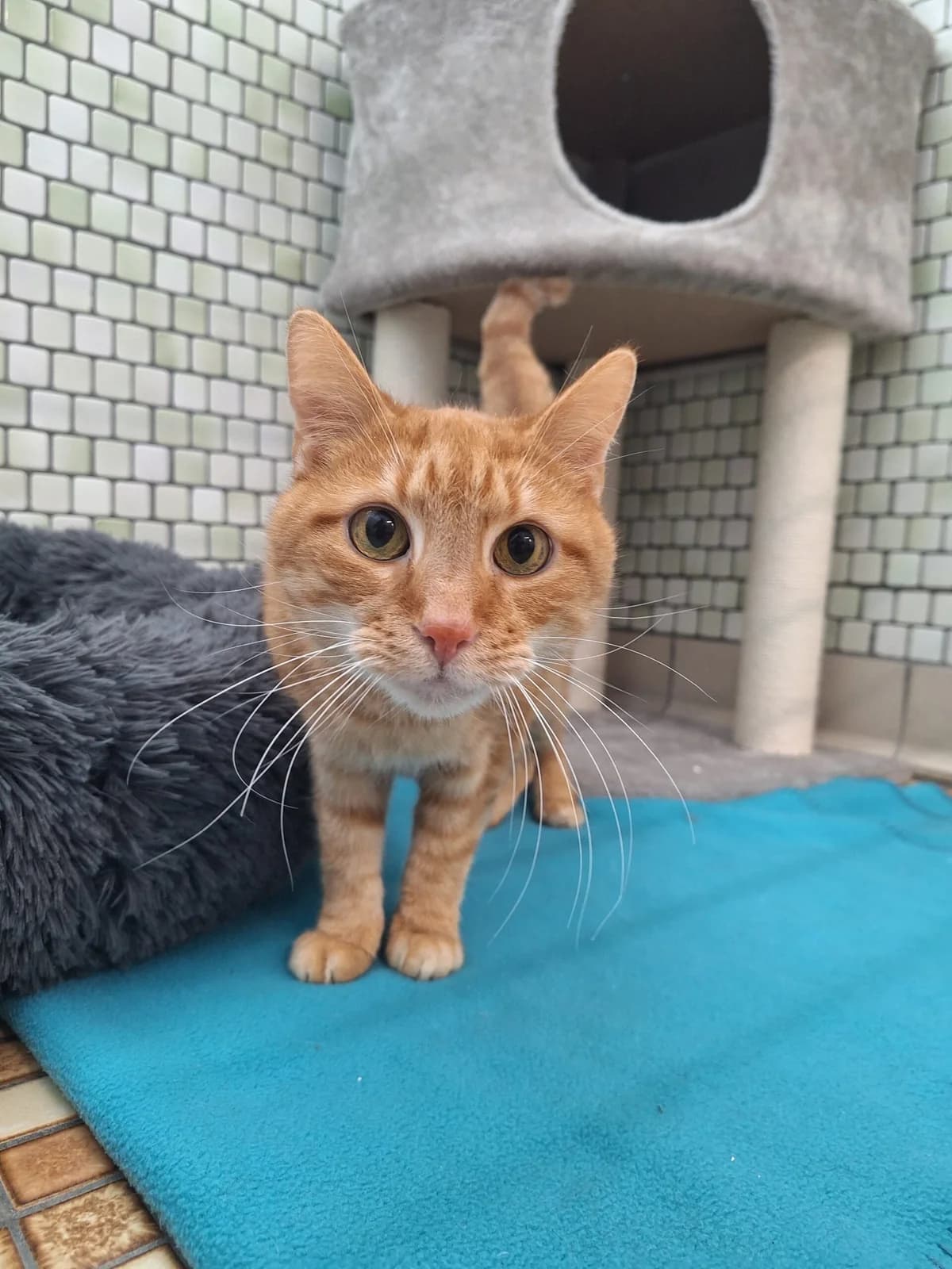 Malu & Monti, rot / tricolor male Mixed Breed for adoption at Städtisches Tierheim Duisburg, Duisburg — photo 6 of 7