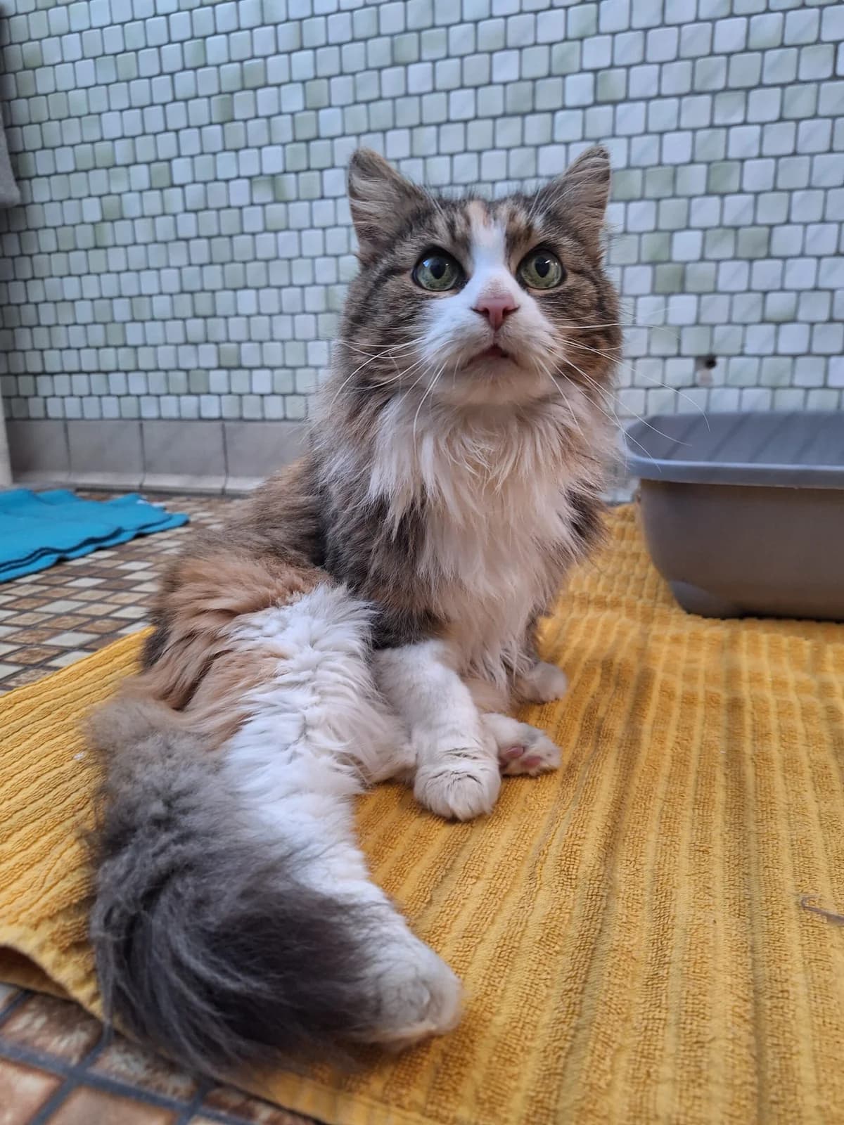 Malu & Monti, rot / tricolor male Mixed Breed for adoption at Städtisches Tierheim Duisburg, Duisburg — photo 7 of 7