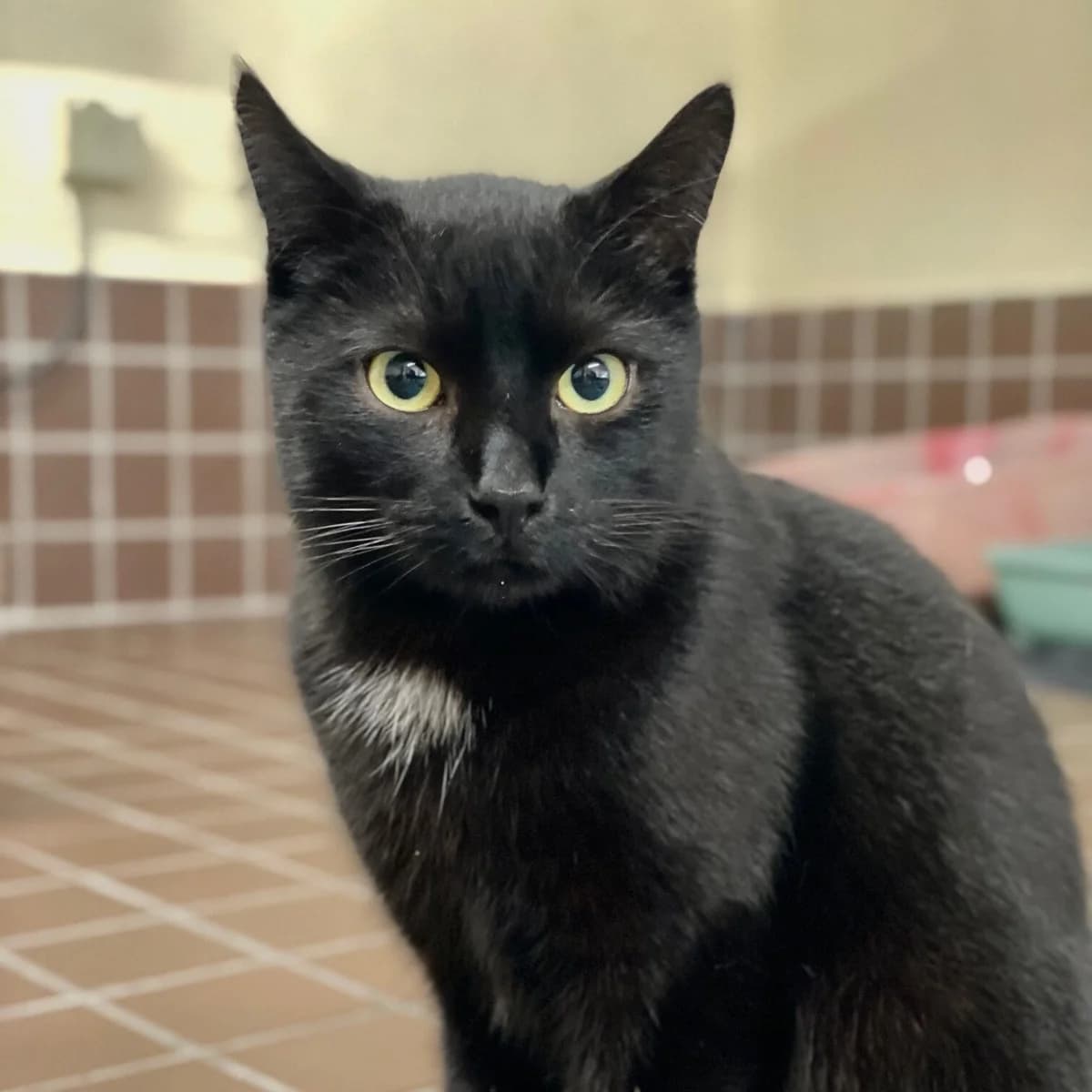 Sergio, schwarz male mixed breed for adoption at Städtisches Tierheim Duisburg, Duisburg