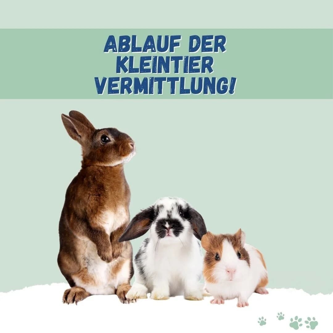 Ablauf der Kleintiervermittlung, Mixed Breed for adoption at Städtisches Tierheim Duisburg, Duisburg