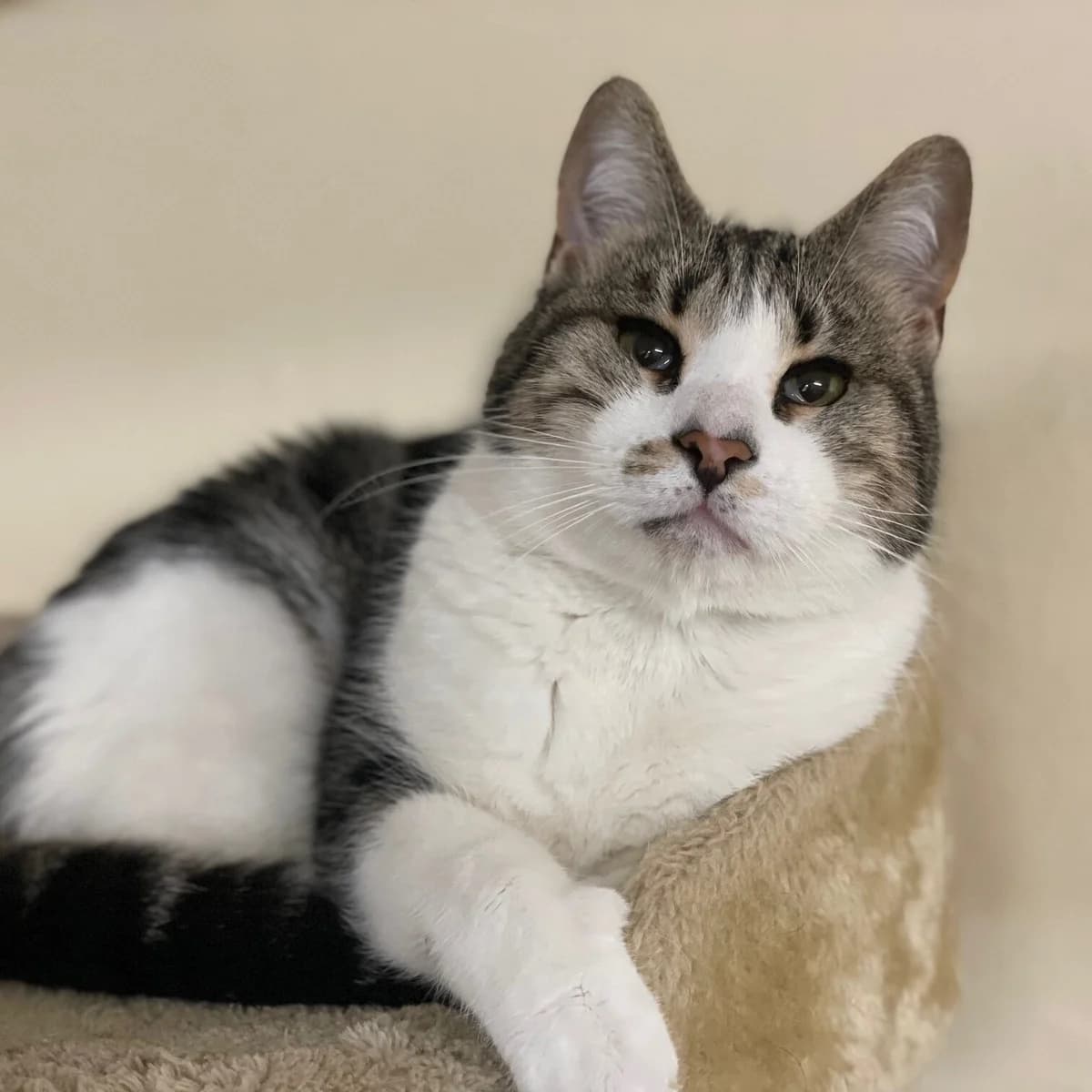 Heini, getigert mit weiß male mixed breed for adoption at Städtisches Tierheim Duisburg, Duisburg