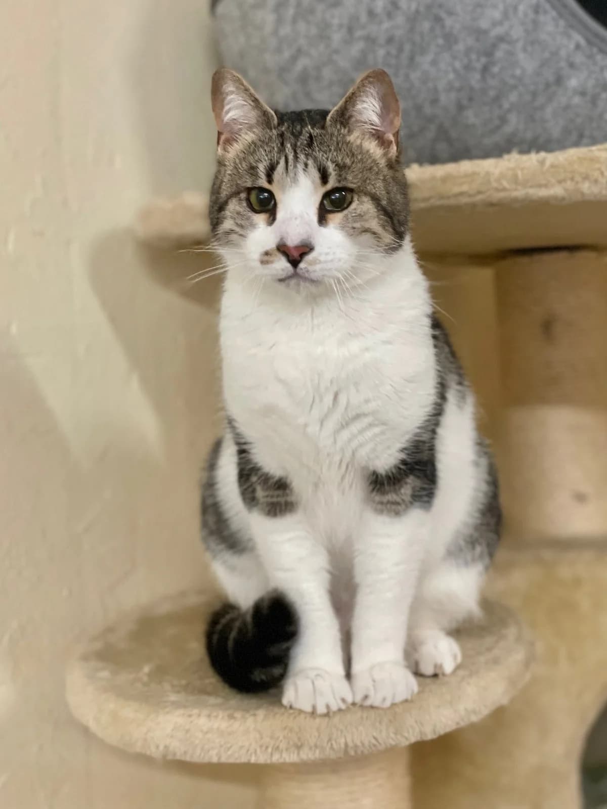 Heini, getigert mit weiß male mixed breed for adoption at Städtisches Tierheim Duisburg, Duisburg — photo 2 of 4